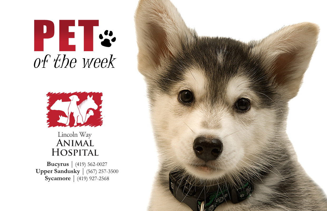 Pet of the Week